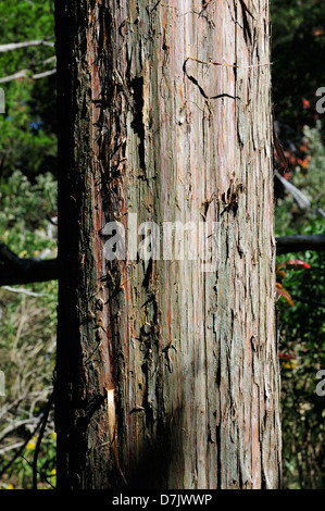 Tronco di cedro rosso (Juniperus Virginiana, Eastern red cedar, orientale, ginepro ginepro rosso, matita cedar) Foto Stock