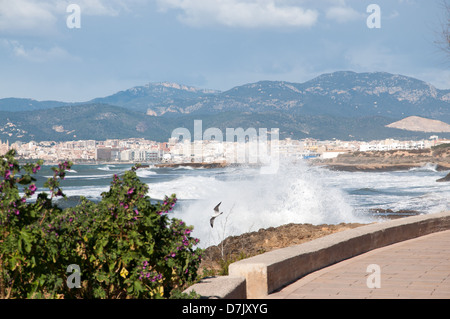 Seagull giocando con un onda di spruzzi nella baia di Palma Foto Stock