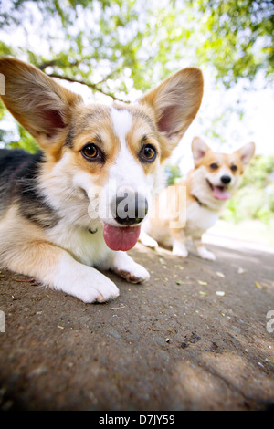 Due welsh corgis all'esterno guardando alla fotocamera Foto Stock