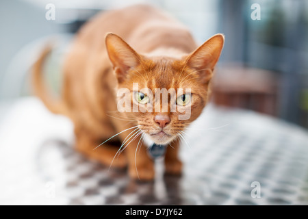 Rannicchiato rosso gatto abissino sul tavolo con espressione arrabbiato Foto Stock
