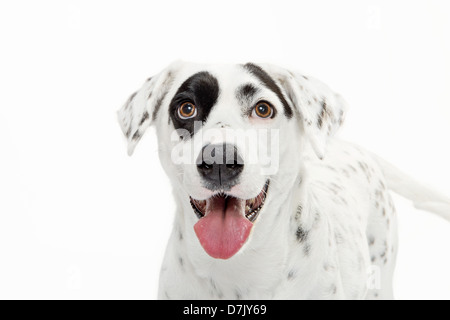 Ritratto di bianco e nero Dalmata maculato staring vicino fino alla telecamera con macchia nera over eye contro white Foto Stock