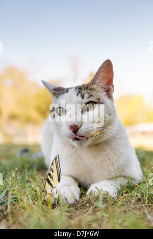 Ritratto di gatto bianco all'aperto con farfalla nel parco della casa Cat sul Kings in Parlier CA Foto Stock