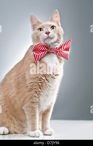 Ritratto di cute cat in posa e adornata in rosso strippy bowtie Foto Stock