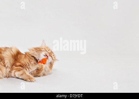 Lo zenzero Cymric Manx cat giocando con mouse arancione giocattolo in studio