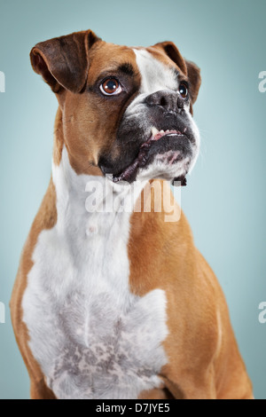 Ritratto formale di orgogliosa poste boxer cane con le orecchie in avanti contro sfondo blu Foto Stock