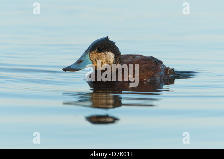 Un maschio di ruddy duck (Oxyura jamaicensis), White Rock Lake, Dallas, Texas Foto Stock