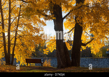 Parco panca tra alberi con colori autunnali al Prince's Island Park nel fiume Bow, Calgary, Canada Foto Stock