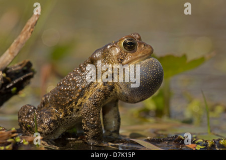 Il rospo americano - Bufo americanus - New York - Maschio chiamando per attrarre femmine Foto Stock