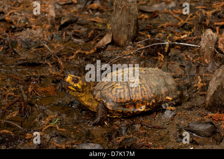 Un golfo costa Tartaruga scatola di mangiare nel fango - Terrapene carolina major Foto Stock