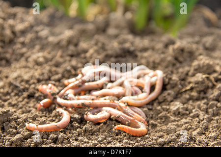 Lombrichi gruppo sulla terra patch close up. L'agricoltura o la pesca del concetto. Foto Stock