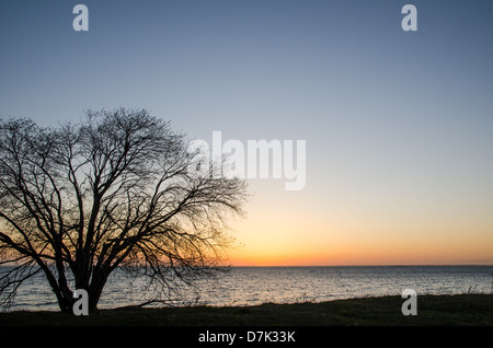 Lone Tree al tramonto dalla costa dell'isola svedese Oland nel Mar Baltico. Foto Stock