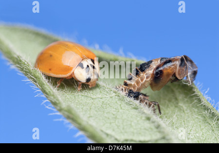 Appena emerse Imago (adulti) forma di Harlequin Ladybird Harmonia axyridis con il caso di pupa Foto Stock