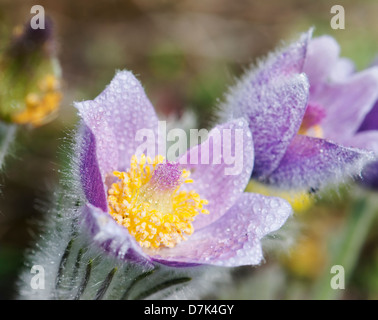 Macro shot di rugiadoso viola Pulsatilla slavica nella primavera del prato. Foto Stock