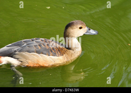 Sibilo indiano Duck ( Dendrocygna javanica ) Foto Stock