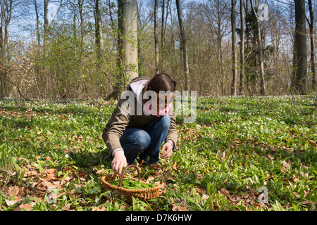 Nel Land di Brandeburgo, in Germania, una donna raccoglie aglio selvatico nel bosco Foto Stock