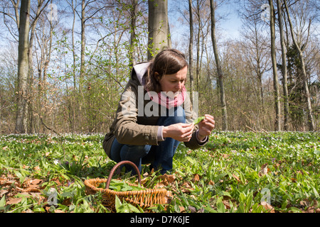 Nel Land di Brandeburgo, in Germania, una donna raccoglie aglio selvatico nel bosco Foto Stock