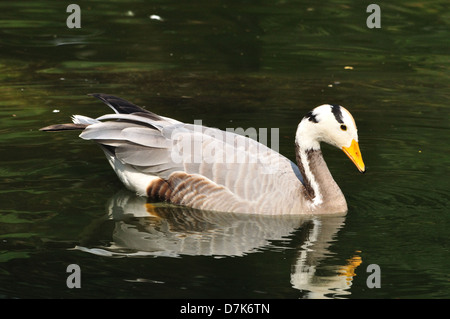 Bar-headed Goose ( Anser indicus ) Foto Stock