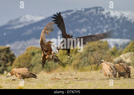 Avvoltoio nero Aegypius monachus combattimenti con il Grifone Gyps fulvus su alimenti in Spagna Foto Stock