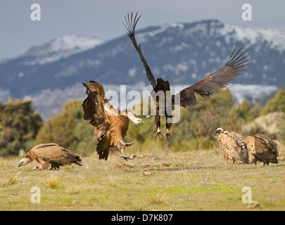 Avvoltoio nero Aegypius monachus combattimenti con il Grifone Gyps fulvus su alimenti in Spagna Foto Stock