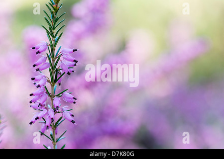 Erica Darleyensis 'James Smith' . Heather fiori Foto Stock