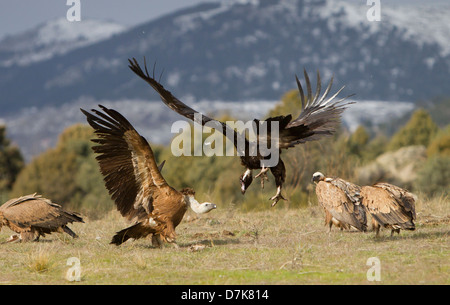 Avvoltoio nero Aegypius monachus combattimenti con il Grifone Gyps fulvus su alimenti in Spagna Foto Stock