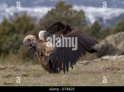 Avvoltoio nero Aegypius monachus combattimenti con il Grifone Gyps fulvus su alimenti in Spagna Foto Stock