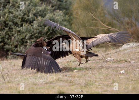 Avvoltoio nero Aegypius monachus combattimenti con il Grifone Gyps fulvus su alimenti in Spagna Foto Stock