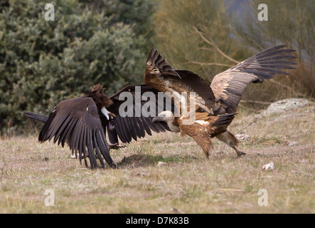 Avvoltoio nero Aegypius monachus combattimenti con il Grifone Gyps fulvus su alimenti in Spagna Foto Stock