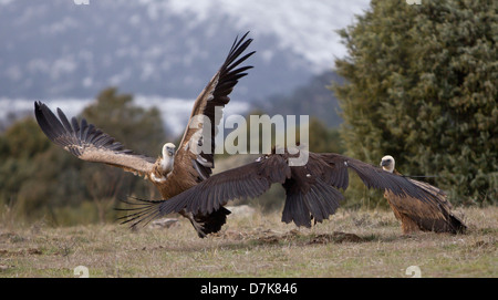 Avvoltoio nero Aegypius monachus combattimenti con il Grifone Gyps fulvus su alimenti in Spagna Foto Stock