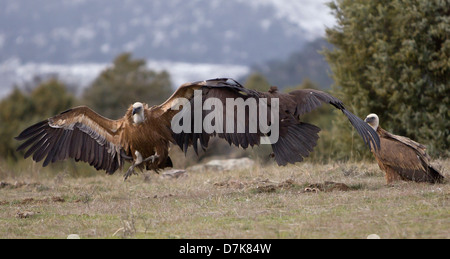 Avvoltoio nero Aegypius monachus combattimenti con il Grifone Gyps fulvus su alimenti in Spagna Foto Stock