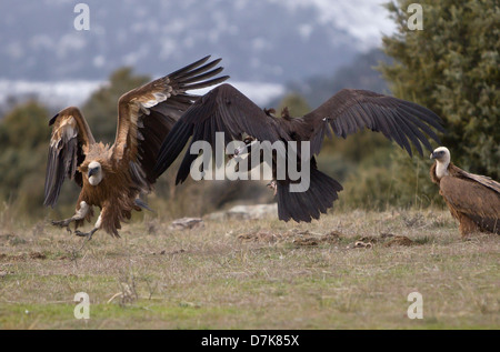 Avvoltoio nero Aegypius monachus combattimenti con il Grifone Gyps fulvus su alimenti in Spagna Foto Stock