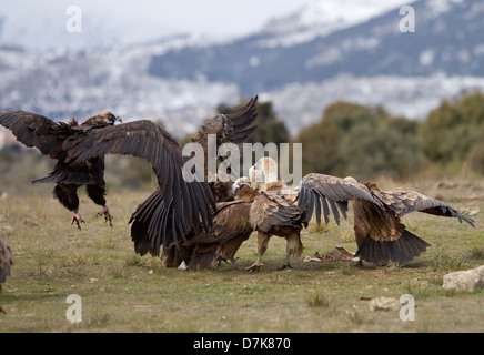 Avvoltoio nero Aegypius monachus combattimenti con il Grifone Gyps fulvus su alimenti in Spagna Foto Stock