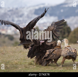 Avvoltoio nero Aegypius monachus combattimenti con il Grifone Gyps fulvus su alimenti in Spagna Foto Stock