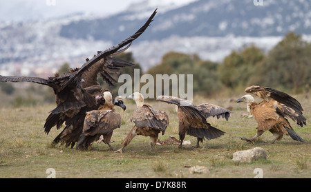 Avvoltoio nero Aegypius monachus combattimenti con il Grifone Gyps fulvus su alimenti in Spagna Foto Stock