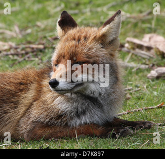 Close-up ritratto dettagliato di un selvaggio Red Fox ( vulpes vulpes vulpes) Foto Stock