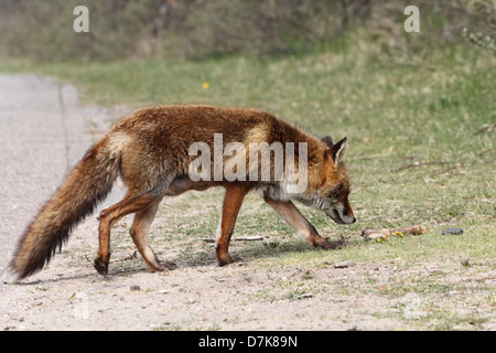 Selvatico europeo Red Fox ( vulpes vulpes) a seguito di un profumo Foto Stock