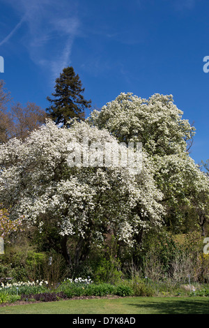 Pyrus pashia. Wild Himalayan pear tree in fiore a RHS Wisley Gardens, Surrey, Inghilterra Foto Stock