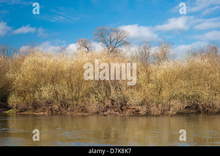 Salici arbustivi laden con ramoscelli in primavera sulla banca del fiume di sposa, nella contea di Waterford, Irlanda Foto Stock