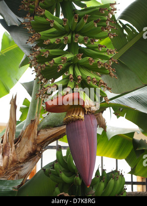Frutti e blossom sulla banana tree Foto Stock
