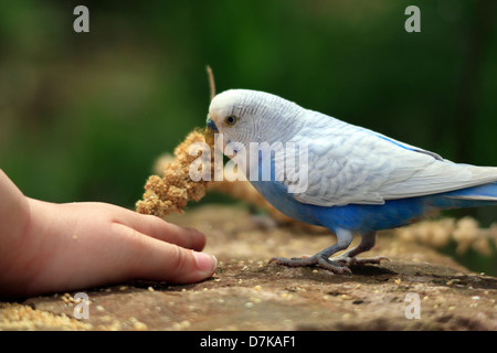 Budgerigar mangiare miglio Foto Stock