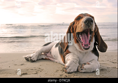 Sbadigliare cucciolo di razza Basset Hound su una spiaggia Foto Stock