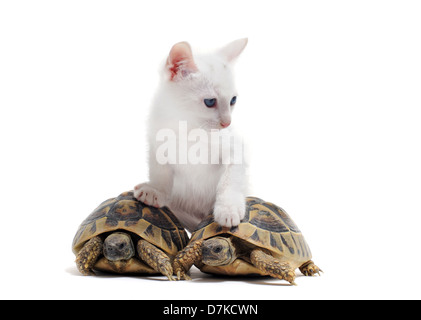 Due tartarughe isolato e gattino su un bianco sfondo isolato Foto Stock