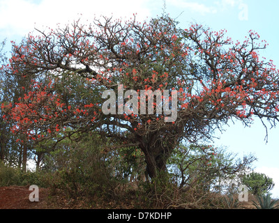 Un rosso fiorito albero nel Serengeti Park Foto Stock