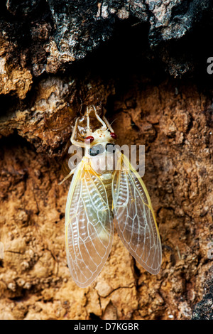 Appena emerse in adulti emergere nel maggio 2012 della covata 'I' di 17-anno di cicale (Magicicada) in Rockbridge County, Virginia. Foto Stock