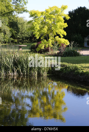 Chelmer nel fiume Po Waltham,Essex, Inghilterra. Foto Stock