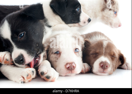 Ritratto di cuccioli Border Collie davanti a uno sfondo bianco Foto Stock