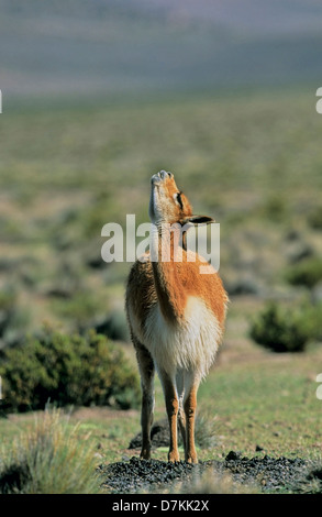 Il Cile, Altiplano, Ande, Salar de Surire. Vicuna (Vicugna vicugna) adulto presso il letame midden. Bull mostra flehmen posizione. Foto Stock