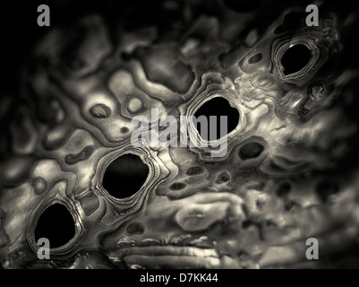 Close up di Abalone shell. Foto Stock