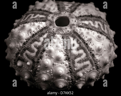 Close up di ricci di mare shell. Foto Stock