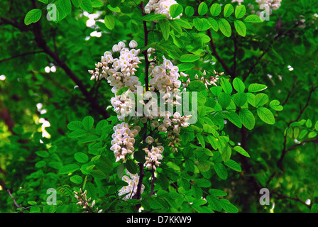 Robinia pseudoacacia, comunemente noto come la Robinia, è una struttura ad albero nella sottofamiglia Faboideae della famiglia di pisello Fabaceae. Foto Stock